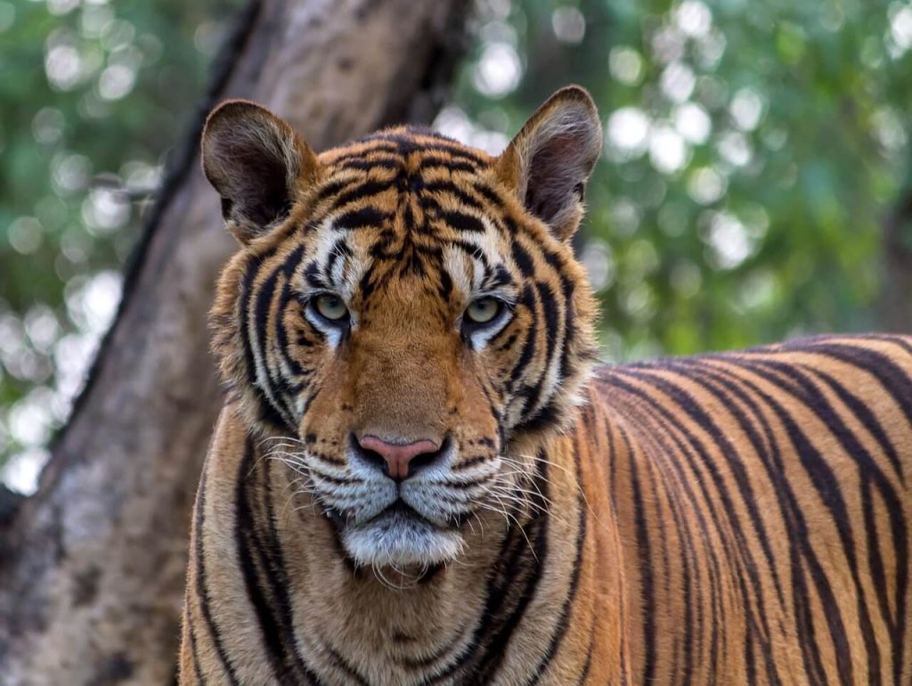 Bengal Tiger