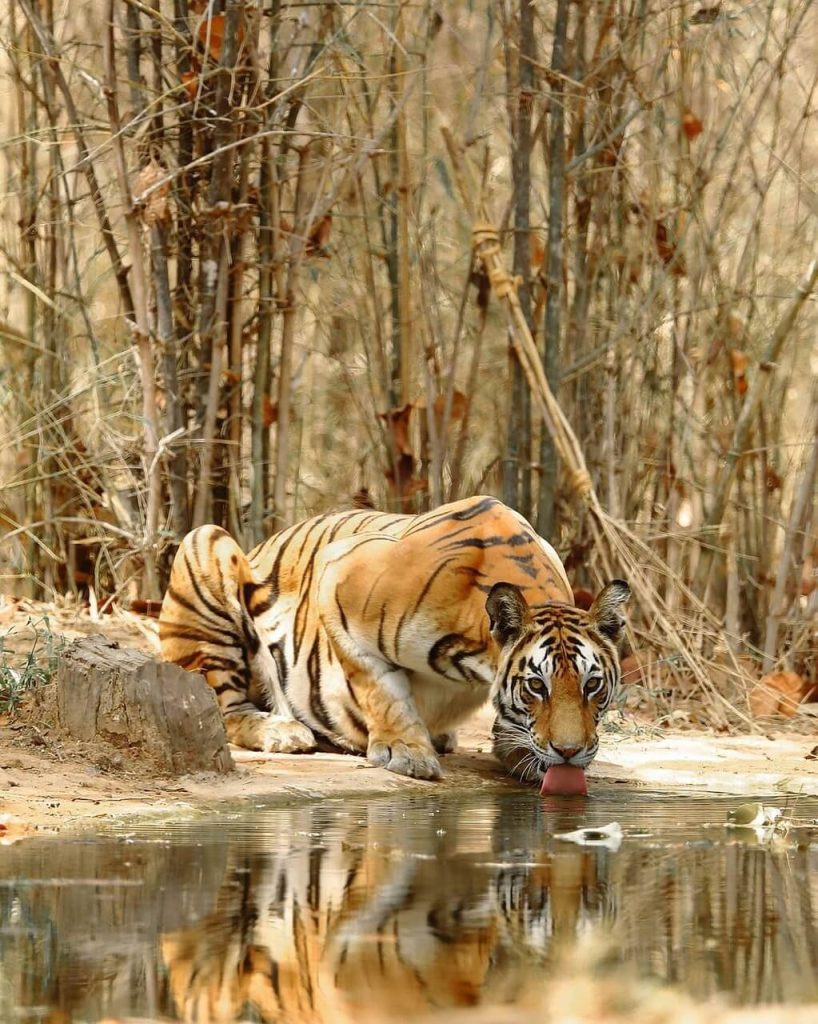 National Animal of India